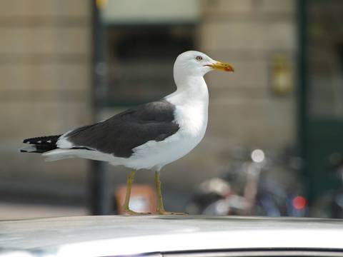 Wie schädlich ist Vogelkot auf dem Autodach?