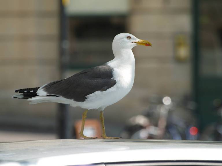 Wie schädlich ist Vogelkot auf dem Autodach?